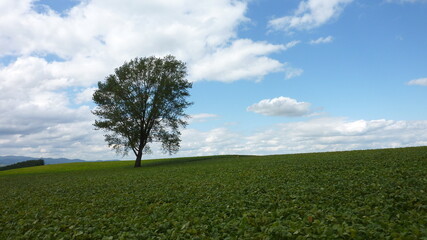 美瑛, 北海道, 木, 風景, 野原, 空, 丘陵地, 草