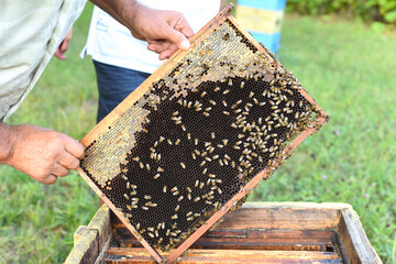 honeycomb with bees in hand
