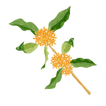 780 Best 金木犀 Images Stock Photos Vectors Adobe Stock