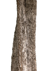 Trunk isolated on a white background with clipping path.