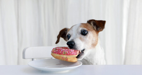 Adorable Jack Russell Terrier dog stealing sweet pink donut served on plate on table in white...