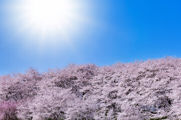 埼玉県幸手市権現堂の桜並木