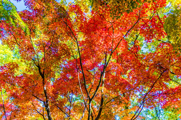 太陽の光を透かしとおす紅葉