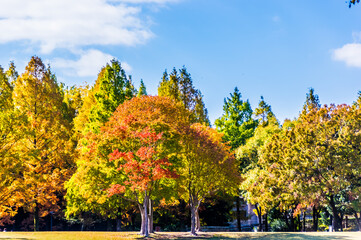 青空の下、公園を彩る紅葉。
