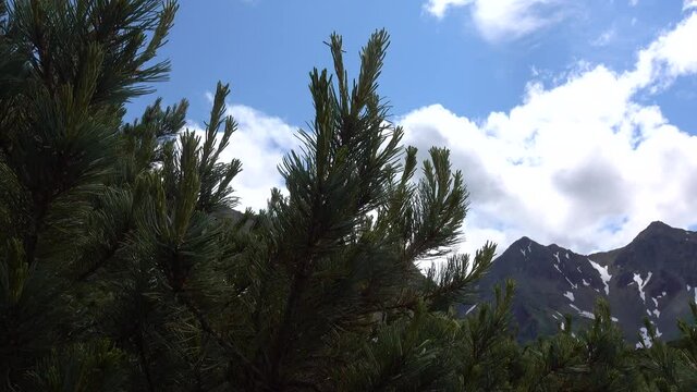 The branches of the Kamchatka cedar elfin with long green needles are swaying in the wind. A mountain range with snow-covered slopes against a blue sky with clouds. 