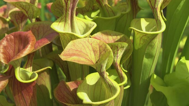 CLOSE UP, DOF: Colorful yellow pitcherplants flourish in the spring weather of North Carolina, USA. Detailed view of multiple Sarracenia flava flowers blossoming in an idyllic botanical garden.