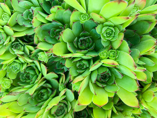 Sempervivum grean leaves macro backround. Abstract succulent plants photo