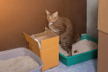 Cute Tabby cat in the sandbox, cat shit, Selective focus