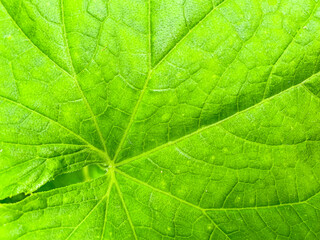 Naklejka na ściany i meble Green leaves macro photo. Closeup leaf texture. Abstract natural floral background