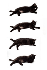 The sleeping black cat collection isolated on white background.