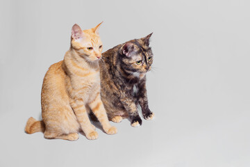Two Tabby cats isolated on white background