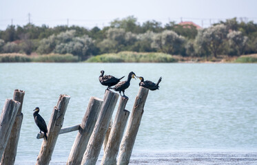 A flock of cormorants sits on a old sea pier