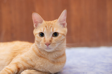Shot head of orange tabby on brown wooden wall