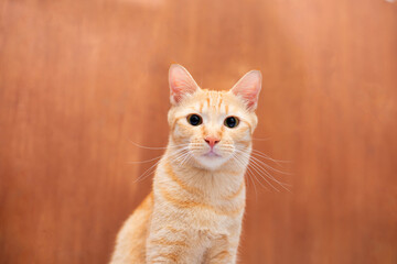 Shot head of orange tabby  on brown wooden wall
