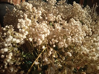 flowers on the ground