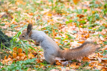 Autumn squirrel on green grass with fallen yellow leaves