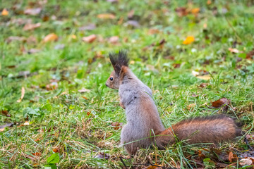 Autumn Squirrel standing on its hind legs on on green grass with fallen yellow leaves