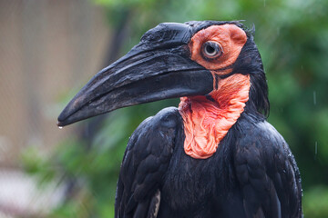 Bird Southern ground hornbill raven with a long beak and black definition