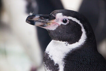 Galapagos penguin sits on the ground, looks cute, pink muzzle
