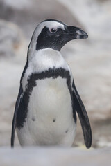 Obraz premium stands and looks Galapagos penguin, looks cute, pink muzzle