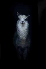 White funny alpaca South American llama is standing right on a dark background, © Mikhail Semenov