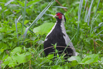 Lophura pheasant chicken in green grass, black and white bird with red muzzle