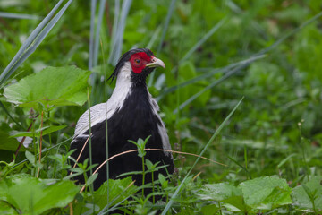 Lophura Broad-tailed pheasant  in green grass, black and white bird with red muzzle
