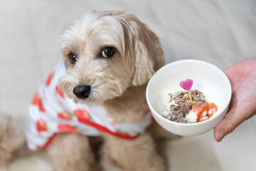 ドッグボウルに入ったごはんを食べたいかわいい小型犬【マルプー】