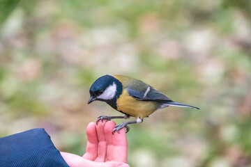 A tit sits on a man's hand and eats seeds.