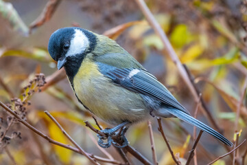 Cute bird Great tit, songbird sitting on a branch without leaves in the autumn or winter.