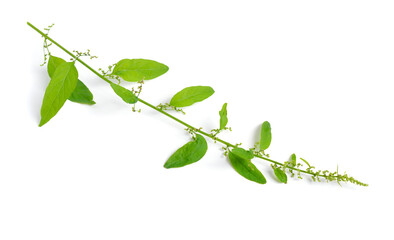 Lipandra polysperma or Chenopodium polyspermum, common name manyseed goosefoot. Isolated