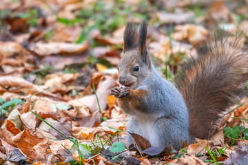Naklejka na ściany i meble Autumn Squirrel standing on its hind legs on on green grass with fallen yellow leaves