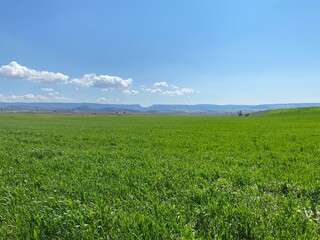 green field and blue sky