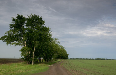 tree in the field