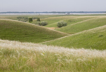field of wheat and sky