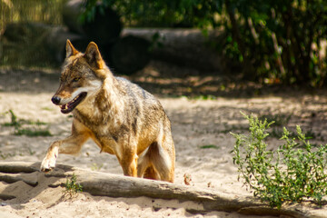 Obraz premium wolf in the forest