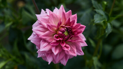 panoramic floral banner. large dahlia flower on a blurred green background in the summer garden. beautiful lush flower of pink color, copy space