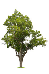Fototapeta premium Isolated green tree on white background, Trees isolated on white background, tropical trees isolated used for design, advertising and architecture.