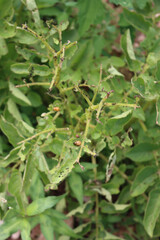 Red larva of the Colorado potato beetle eats potato leaves. Leptinotarsa decemlineata on potato plants