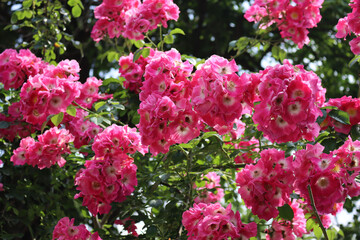 Fototapeta premium White and pink rustic roses in bloom on summer in the garden on a sunny day