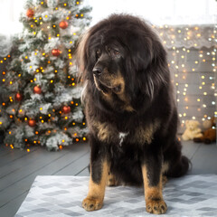 Fototapeta premium Tibetan Mastiff in the New Year 