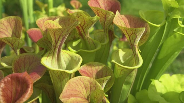 CLOSE UP, DOF: Colorful yellow pitcherplants flourish in the warm spring weather of North Carolina, USA. Detailed shot of yellow pitcherplant traps growing in a lush garden in the United States.
