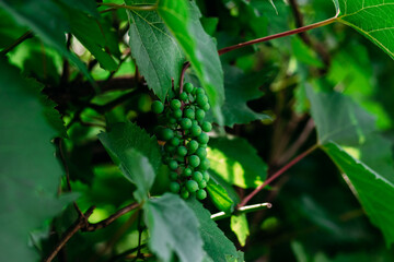 Grape green leaves closeup.Background of green leaves