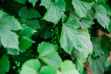 Grape green leaves closeup.Background of green leaves