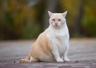 A fat blue-eyed cat is sitting in nature