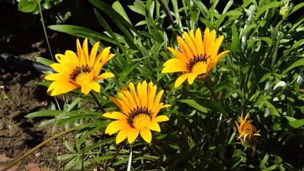 yellow flowers in the garden