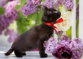 A small black kitten sits in flowers in summer