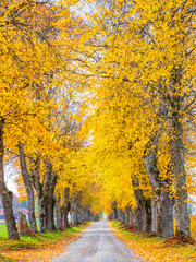 Idyllic tree lined country road with  autumn colours