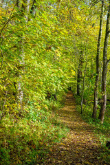 Fototapeta na wymiar Hiking trail in a deciduous forest in autumn