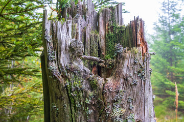 Tree stump with lichens and cracks in the forest